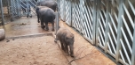 Podzimní výlet do Zoo