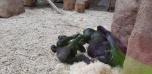 Podzimní výlet do Zoo