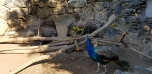Podzimní výlet do Zoo