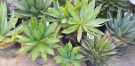 Botanická zahrada