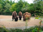 ZOO 28.6.2023