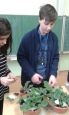 řízkování