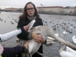 Přírodovědný kroužek - pokročilí - zimní pozorování ptactva s ornitology na Vltavě
