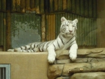 ŠVP Janov nad Nisou ZOO a lanové centrum