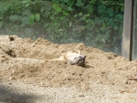 ŠVP Janov nad Nisou ZOO a lanové centrum