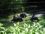 ŠVP Janov nad Nisou ZOO a lanové centrum