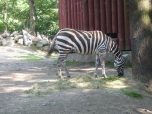 ŠVP Janov nad Nisou ZOO a lanové centrum