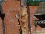 ŠVP Janov nad Nisou ZOO a lanové centrum