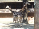 ŠVP Janov nad Nisou ZOO a lanové centrum