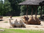 ŠVP Janov nad Nisou ZOO a lanové centrum