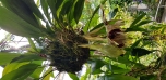 Botanická zahrada