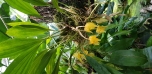 Botanická zahrada