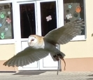 Sokolník