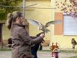 Sokolník - dravci duben 2024