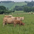 ŠVP Rohanov Šumava 