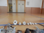 Šelmy