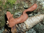 ŠVP 