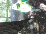 Krčský les II
