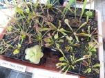 Botanická zahrada