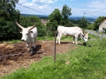 ŠVP Šimánov 2018