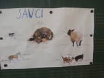 Savci