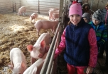 Exkurze na farmě