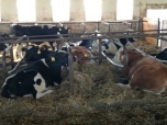 Exkurze na farmě