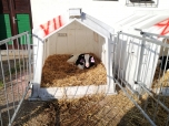 Exkurze na farmě