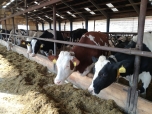 Exkurze na farmě