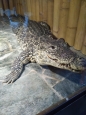 Krokodýlí ZOO