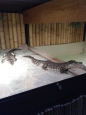 Krokodýlí ZOO