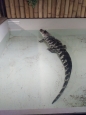 Krokodýlí ZOO