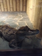 Krokodýlí ZOO