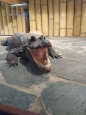 Krokodýlí ZOO