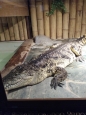 Krokodýlí ZOO